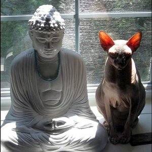 Кошки-буддисты